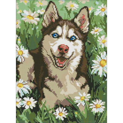 Алмазна мозаїка "Ідейка" /AMO20472/ "Хаскі у квіточках" 30*40см